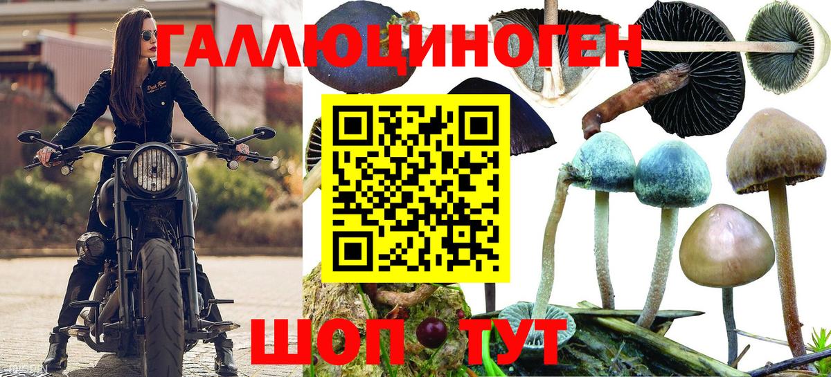 Галлюциногенные грибы Psilocybe Тольятти